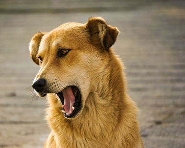 Dog with mouth open